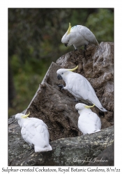 Sulphur-crested Cockatoos