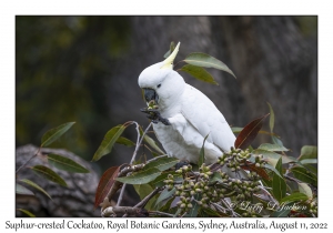 Sulphur-crested Cockatoo