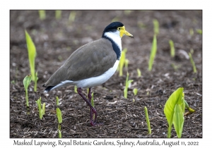 Masked Lapwing