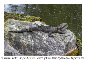 Australian Water Dragon