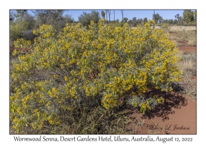 Wormwood Senna