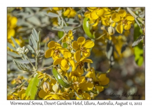 Wormwood Senna