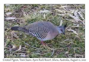 Crested Pigeon