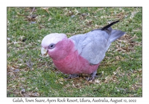 Galah