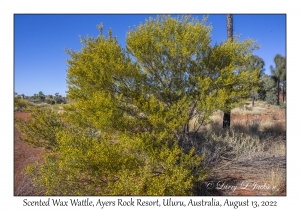 Scented Wax Wattle