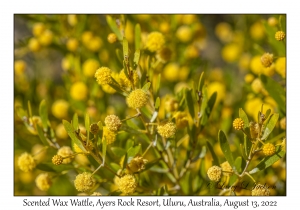 Scented Wax Wattle