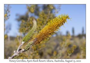 Honey Grevillea