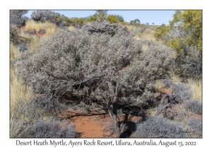 Desert Heath Myrtle