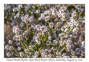 Desert Heath Myrtle