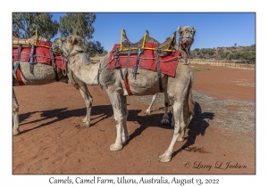 Camels