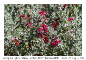 Eremophila hybrid ‘Mallee Lipstick’