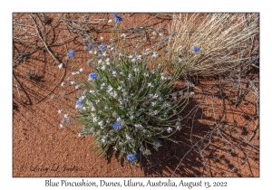 Blue Pincushion