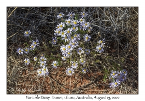 Variable Daisy