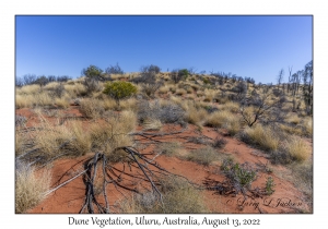 Dune Vegetation