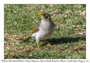 Yellow-throated Miner