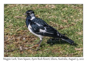 Magpie-Lark