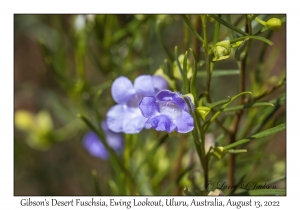 Gibson's Desert Fuschsia