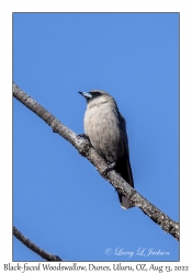 Black-faced Woodswallow