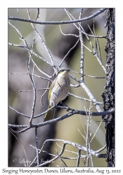 Singing Honeyeater