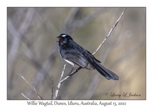 Willie Wagtail