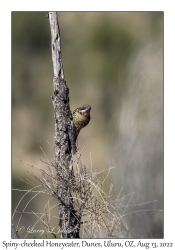 Spiny-cheeked Honeyeater