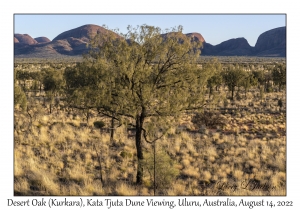 Desert Oak (Kurkara)