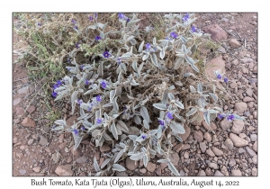 Bush Tomato