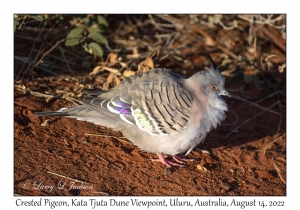 Crested Pigeon