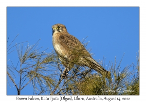 Brown Falcon