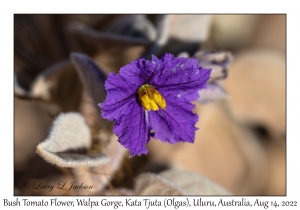 Bush Tomato