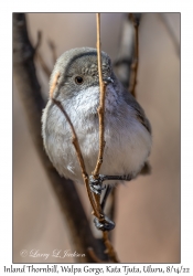 Inland Thornbill