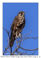 Brown Falcon