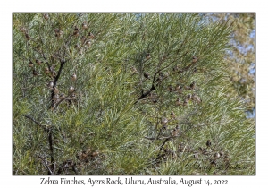 Zebra Finches