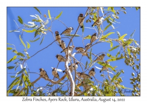 Zebra Finches