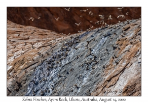 Zebra Finches