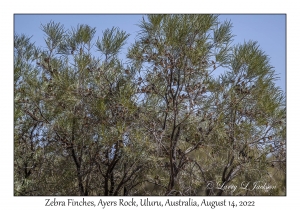 Zebra Finches