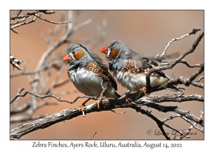 Zebra Finches