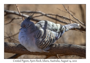 Crested Pigeon