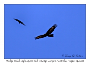 Wedge-tailed Eagle