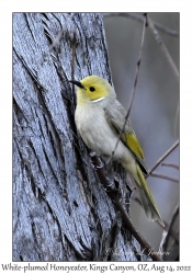 White-plumed Honeyeater