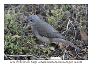 Grey Shrikethrush