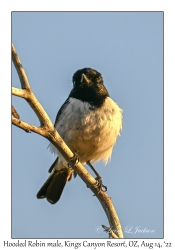 Hooded Robin