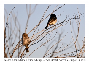 Hooded Robins