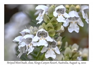 Striped Mint-bush