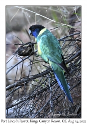 Port Lincoln Parrot