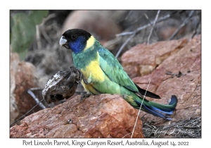 Port Lincoln Parrot