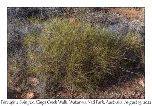 Porcupine Spinifex