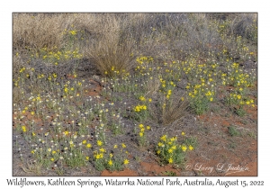 Wildflowers