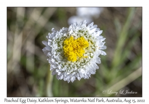 Poached Egg Daisy