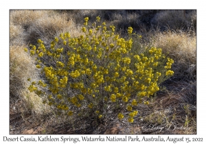 Desert Cassia